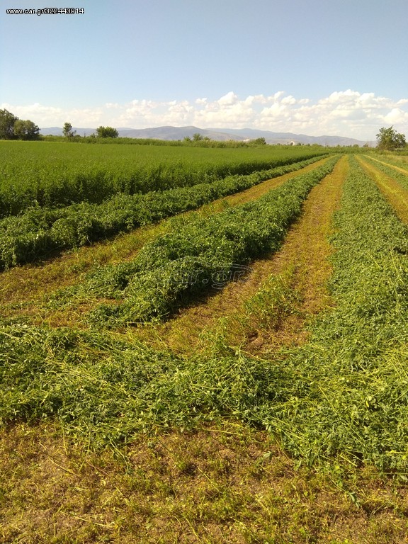 Τριφύλλι 2026 BIo 15