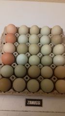Αυγά για εκκόλαψη από κότες ελευθέρας βοσκής 
