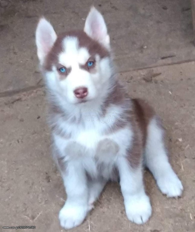 HUSKY ΧΑΣΚΙ