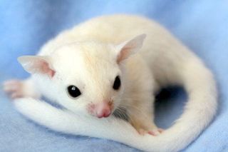 Sugar glider