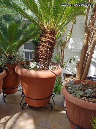 Τσίκας (Cycas pectinata)