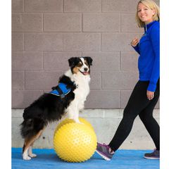 FitPAWS Πλατφόρμα Ισορροπίας Κατοικίδιου Trax Peanut Κίτρινο 40 εκ.