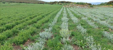 Τσάι του βουνού Sideritis Scardica