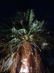 Φοίνικας 11 μέτρων-thumb-1