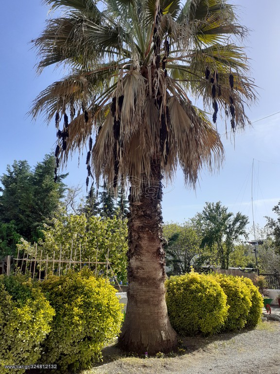 Πωλείται φοινικας 