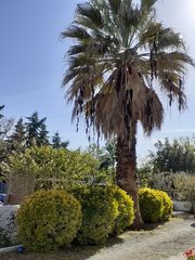 Πωλείται φοινικας -thumb-1