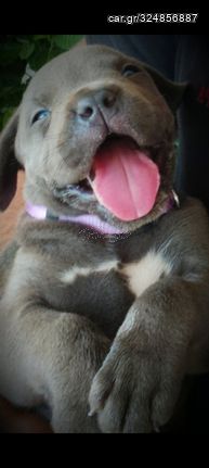 Cane corso blue