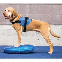 FitPAWS Δίσκος Ισορροπίας Κατοικιδίου 36 εκ. Μπλε