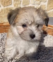 BICHON HAWANESE 