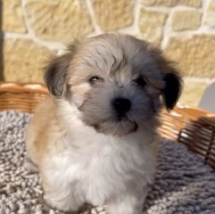 BICHON HAWANESE -thumb-1