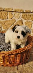 BICHON HAWANESE -thumb-2