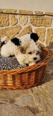BICHON HAWANESE -thumb-3