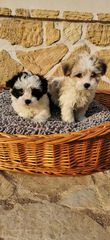 BICHON HAWANESE -thumb-4