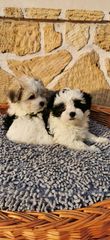 BICHON HAWANESE -thumb-5