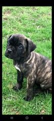 Cane corso