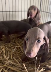 Μίνι Ντάσχουντ-Mini dachshund