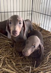 Μίνι Ντάσχουντ-Mini dachshund-thumb-2