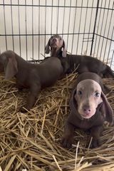 Μίνι Ντάσχουντ-Mini dachshund-thumb-3