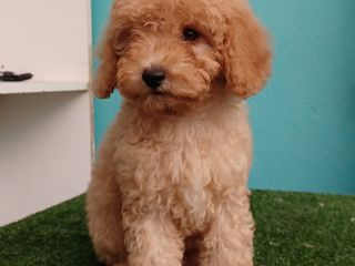 canis poodle  καθαροαιμο-thumb-1