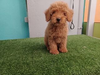 canis poodle  καθαροαιμο-thumb-3
