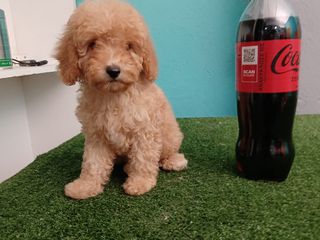 canis poodle  καθαροαιμο-thumb-4