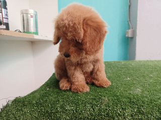canis poodle  καθαροαιμο-thumb-5