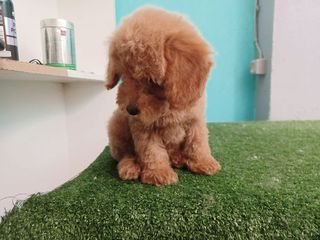 canis poodle  καθαροαιμο-thumb-6