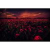 Ταπετσαρία τοίχου Field with red poppies 315x210 Βινύλιο-thumb-1