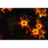 Ταπετσαρία τοίχου Flower in the dark 255x170 Βινύλιο-thumb-1