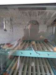 Εκκολαπτικη-κλωσσομηχανη-thumb-8