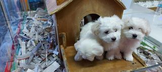 μαλτεζακια καθαροαιμα ετοιμοπαραδωτα