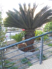 Θυληκο Τσικας-thumb-2