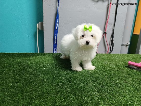 μαλτεζακι μινι θηλυκο καθαροαιμο