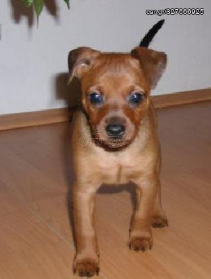 Πιντσερ μινι pinscher