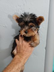 yorkshire terrier 