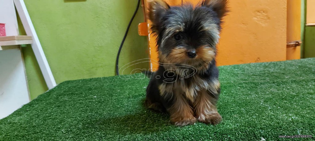 yorkshire terrier
