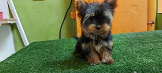 yorkshire terrier toy