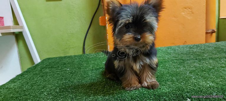 yorkshire terrier toy