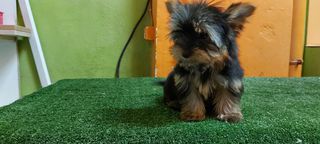 yorkshire terrier-thumb-1
