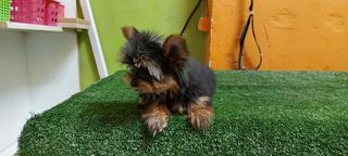 yorkshire terrier-thumb-2