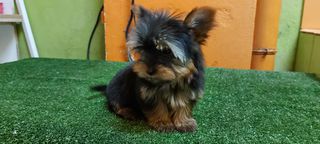 yorkshire terrier-thumb-3