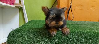 yorkshire terrier-thumb-4