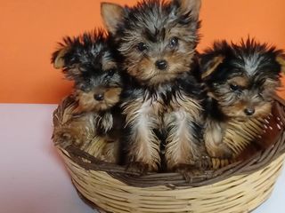 yorkshire terrier