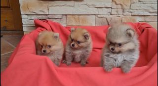 Pomeranian- Πομερανιαν-thumb-3