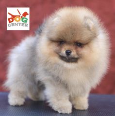 Pomeranian- Πομερανιαν-thumb-2