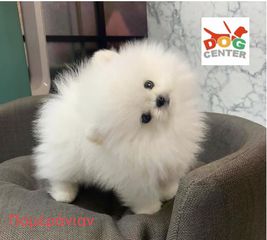 Pomeranian- Πομερανιαν-thumb-4