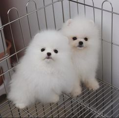 Pomeranian- Πομερανιαν-thumb-1