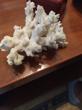 Λευκό κοράλλι 