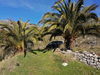 2 ΚΑΝΑΡΙΟΙ ΦΟΙΝΙΚΕΣ-thumb-3
