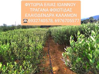 Φυτώρια Ελιάς Ιωάννου - Τραγάνα Φθιώτιδας - Ελαιόδενδρα 